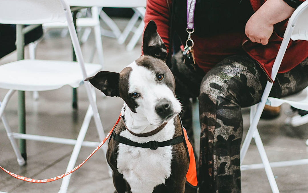 Cleopatra joined the competition — help win amazing prizes! bag, carnivore, chair, collar, companion_dog, dog, dog_breed, dog_collar, dog_supply, fashion_accessory, fawn, fur, leash, mammal, pet_supply, snout, sporting_group, vertebrate, white, working_animal