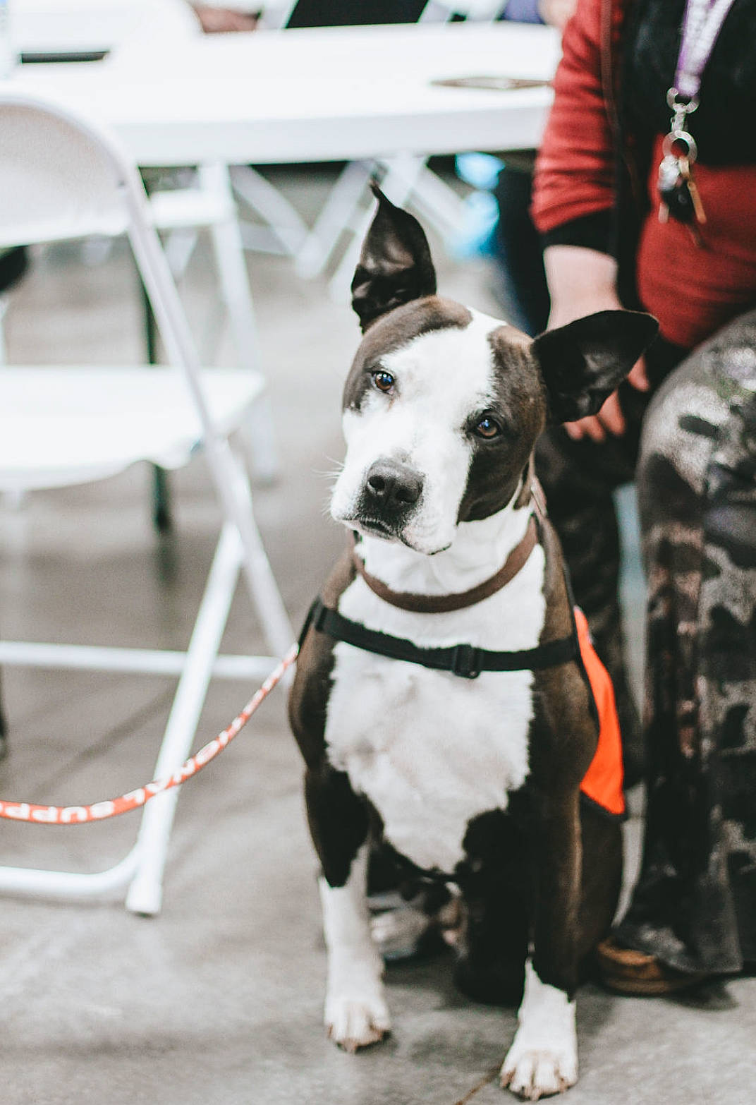 Cleopatra is registered to the contest to win money with this photo: belt, canidae, carnivore, collar, companion_dog, conformation_show, costume, dog, dog_breed, dog_collar, dog_supply, fashion_accessory, fawn, fur, guard_dog, leash, pet_supply, white, working_animal, working_dog