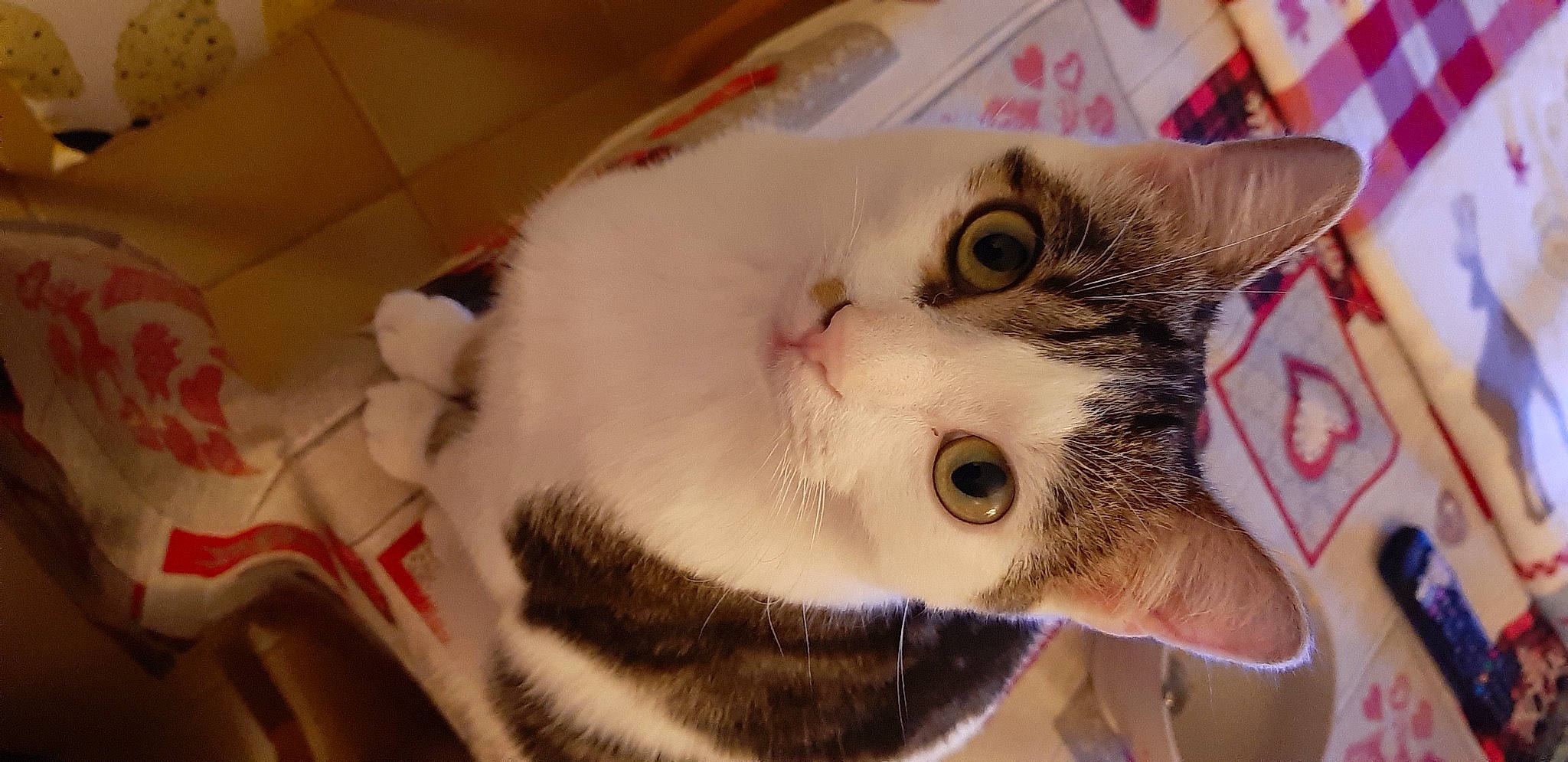 Aramis a rejoint le concours — aidez-le/la à gagner de superbes lots ! carnivore, cat, collar, domestic_short_haired_cat, ear, eye, eyelash, fang, fawn, felidae, fur, paw, small_to_medium_sized_cats, snout, whiskers