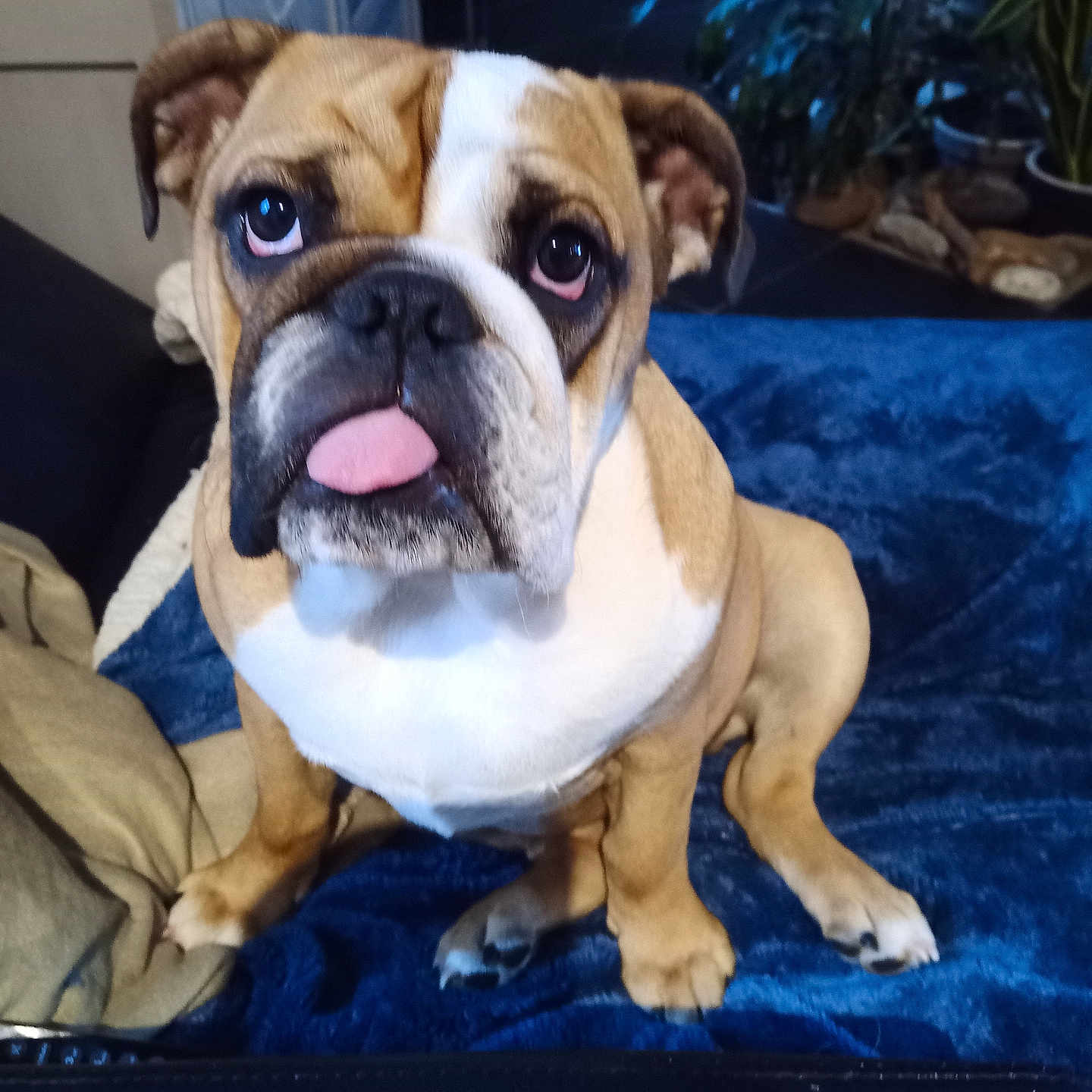 Célestine a rejoint le concours — aidez-le/la à gagner de superbes lots ! animal, bodypart, boxer, bulldog, canine, dog, frenchbulldog, hound, mouth, person, pet, pitbull, puppy, tongue
