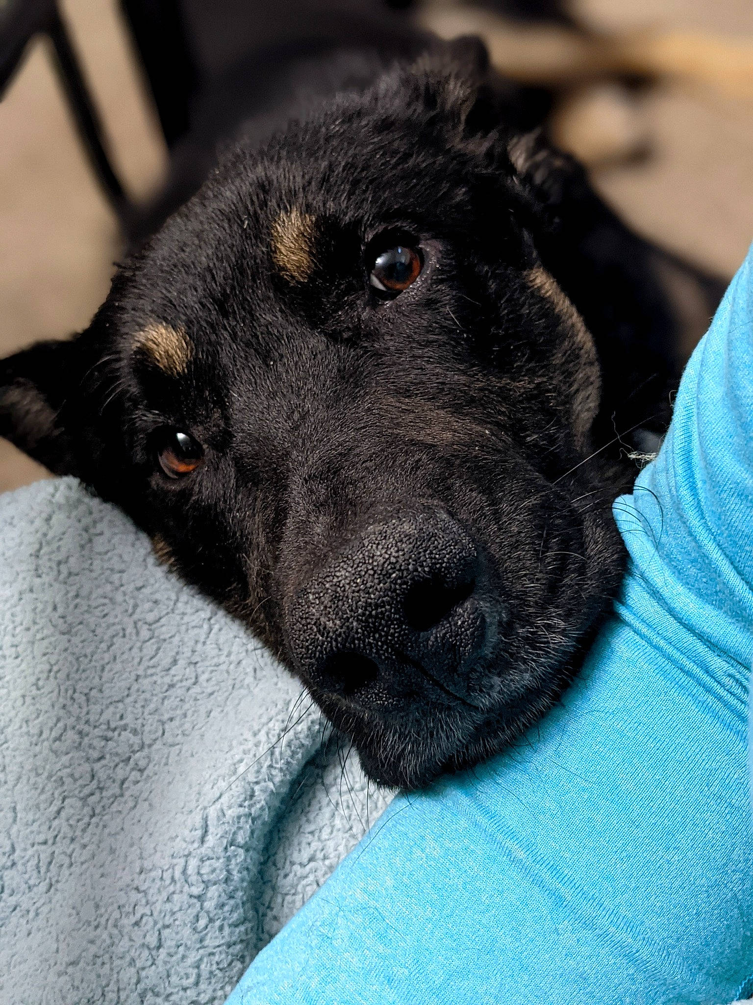 Rogue is registered to the contest to win money with this photo: borador, canidae, carnivore, collar, companion_dog, dog, dog_breed, electric_blue, eye, fur, guard_dog, herding_dog, pet_supply, snout, sporting_group, street_dog, terrestrial_animal, whiskers, working_animal, working_dog