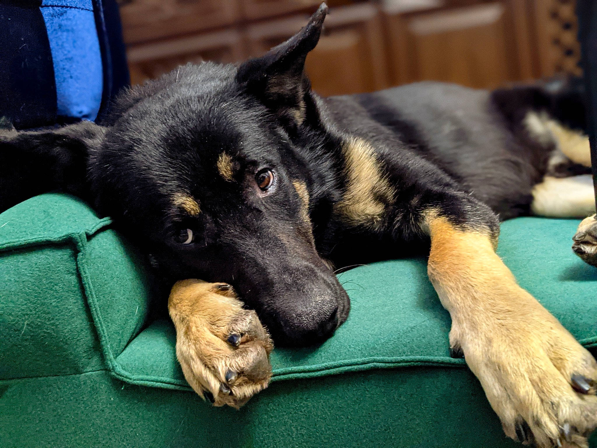 Rogue is registered to the contest to win money with this photo: canidae, carnivore, claw, comfort, companion_dog, dog, dog_breed, fur, german_shepherd_dog, guard_dog, herding_dog, old_german_shepherd_dog, paw, snout, sporting_group, terrestrial_animal, whiskers, working_dog