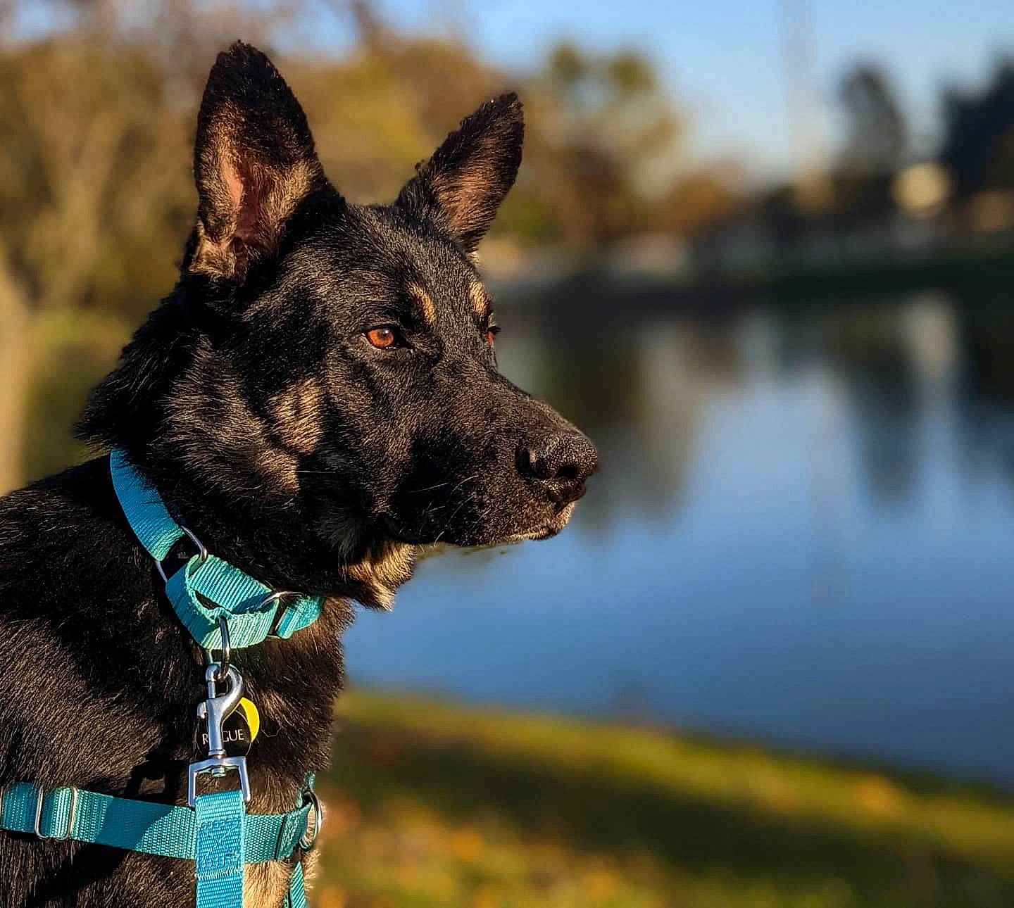 Rogue joined the competition — help win amazing prizes! canidae, carnivore, collar, dog, dog_breed, dog_collar, dog_supply, electric_blue, grass, herding_dog, lake, leash, pet_supply, plant, sky, snout, sporting_group, water, whiskers, working_animal