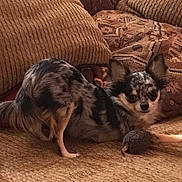 Ronnie is registered to the contest to win money with this photo: dog, chihuahua, small_dog, couch, cushion, patterned_cushion, toy, indoor, pet, furry, animal, fur_pattern, ears, alert, looking, brown, tan, black, white, resting