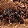 dog, chihuahua, small_dog, couch, cushion, patterned_cushion, toy, indoor, pet, furry, animal, fur_pattern, ears, alert, looking, brown, tan, black, white, resting
