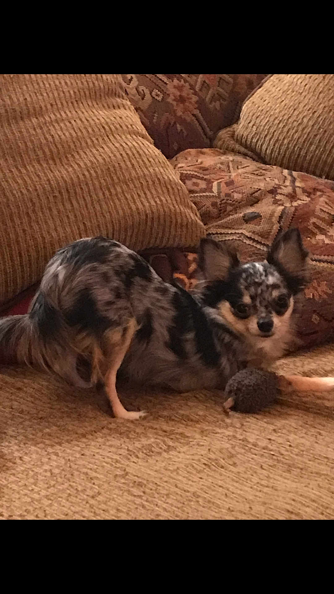 Ronnie is registered to the contest to win money with this photo: dog, chihuahua, small_dog, couch, cushion, patterned_cushion, toy, indoor, pet, furry, animal, fur_pattern, ears, alert, looking, brown, tan, black, white, resting