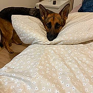Aska participe au concours pour gagner de l'argent avec cette photo : dog, dogs, german_shepherd, mixed_breed, portrait, bed, pillows, bedding, bedroom, indoors, sleeping, resting, lying_down, floral_pattern, blanket, nightstand, lamp, remote_control, home, pet