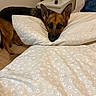 dog, dogs, german_shepherd, mixed_breed, portrait, bed, pillows, bedding, bedroom, indoors, sleeping, resting, lying_down, floral_pattern, blanket, nightstand, lamp, remote_control, home, pet