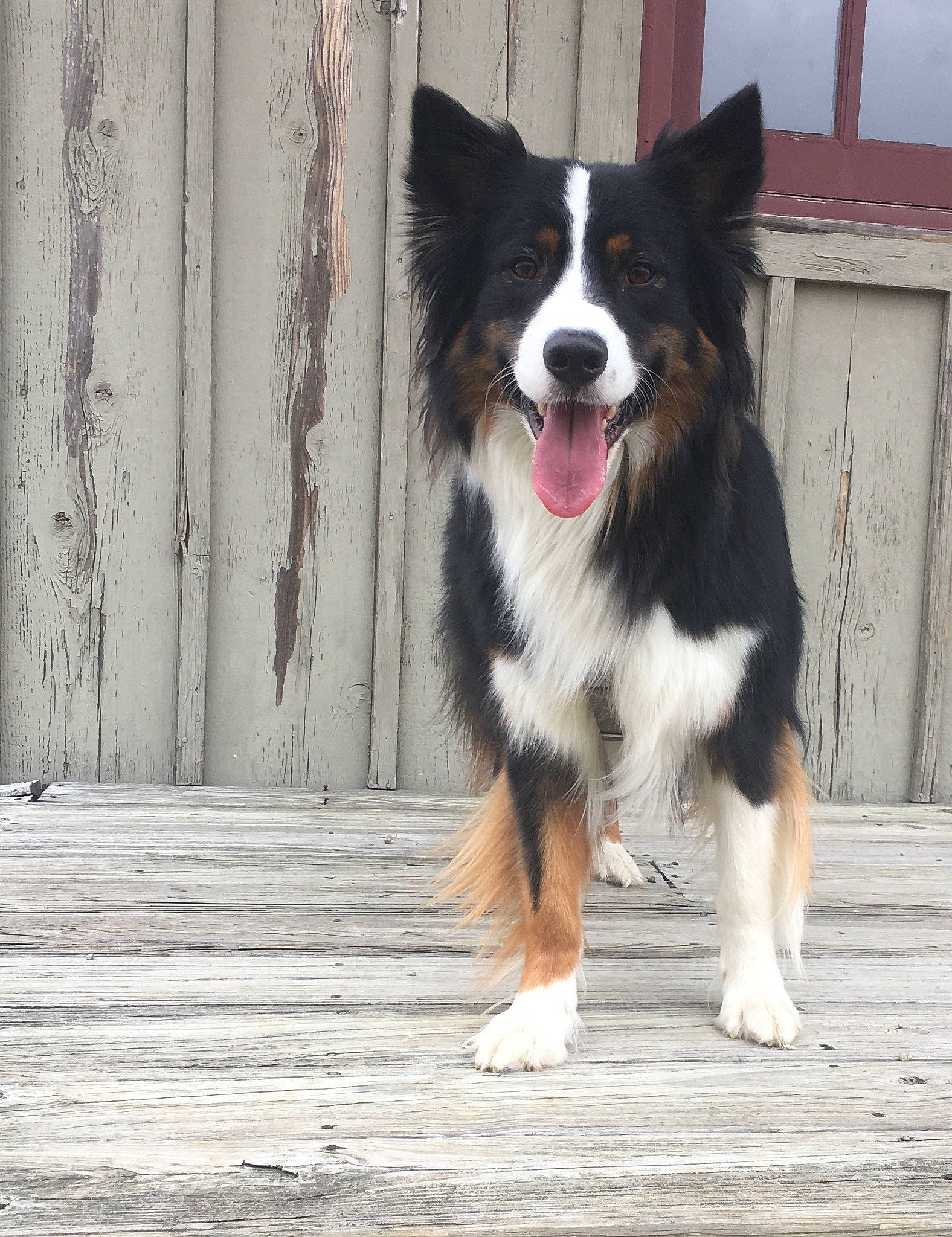 King joined the competition — help win amazing prizes! australian_collie, border_collie, canidae, carnivore, collar, companion_dog, dog, dog_breed, dog_collar, dog_sports, door, fur, herding_dog, paw, snout, sporting_group, tail, whiskers, working_animal, working_dog