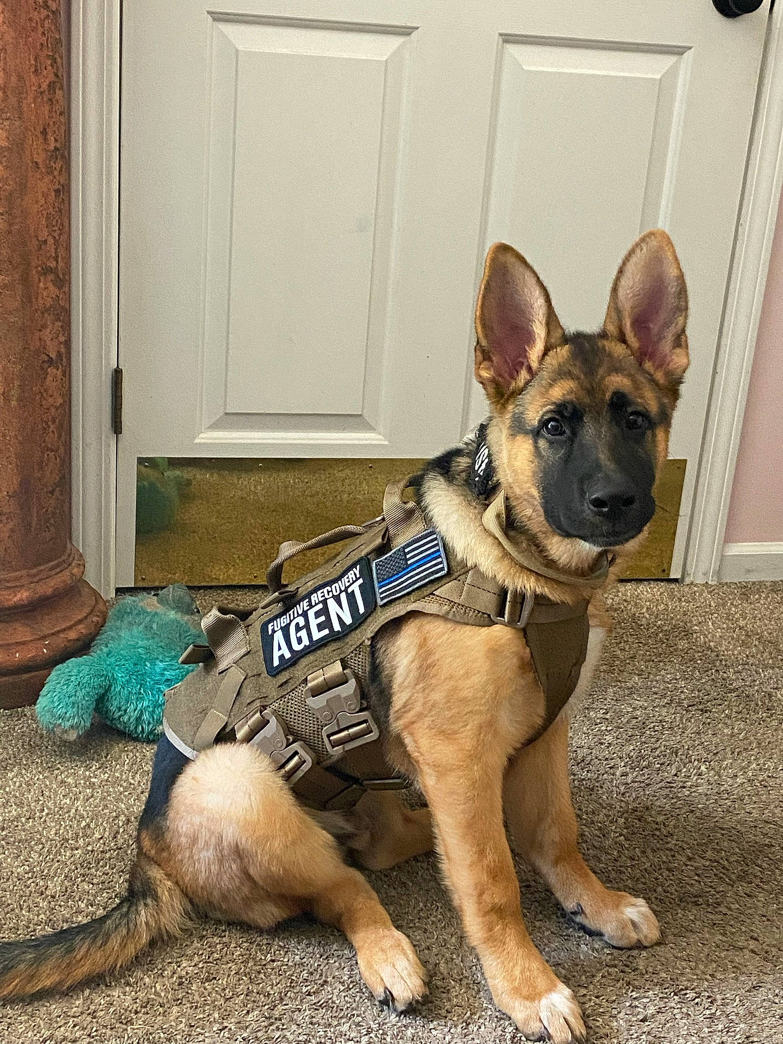 Aslan is registered to the contest to win money with this photo: ancient_dog_breeds, canidae, carnivore, collar, companion_dog, dog, dog_breed, dog_collar, dog_supply, door, electric_blue, fawn, non_sporting_group, pet_supply, snout, sporting_group, toy_dog, whiskers, working_animal, working_dog