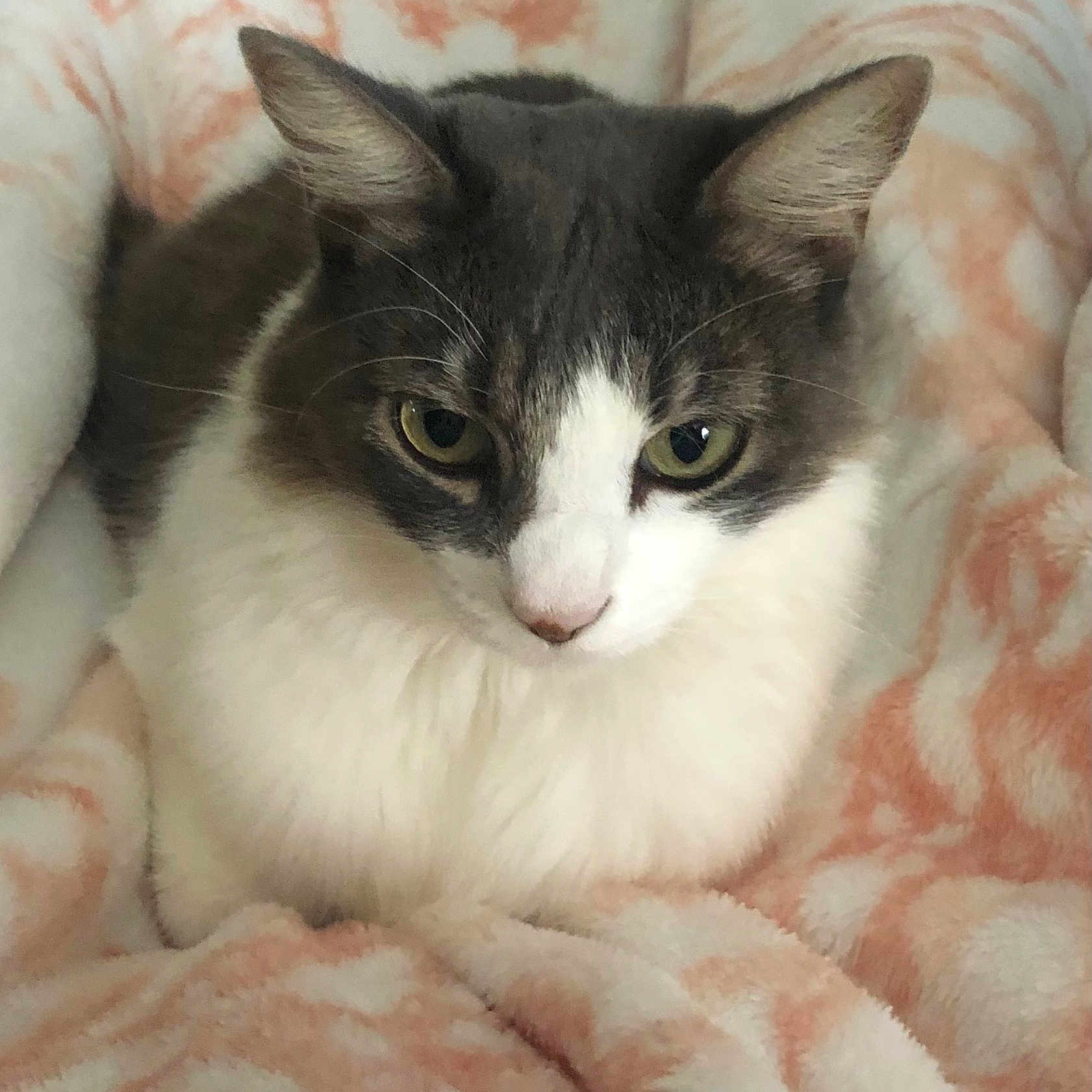Dixie is registered to the contest to win money with this photo: animal, blanket, cat, closeup, comfort, cozy, cute, ears, face, feline, fluffy, fur, gray, indoor, pet, relaxed, resting, soft, whiskers, white
