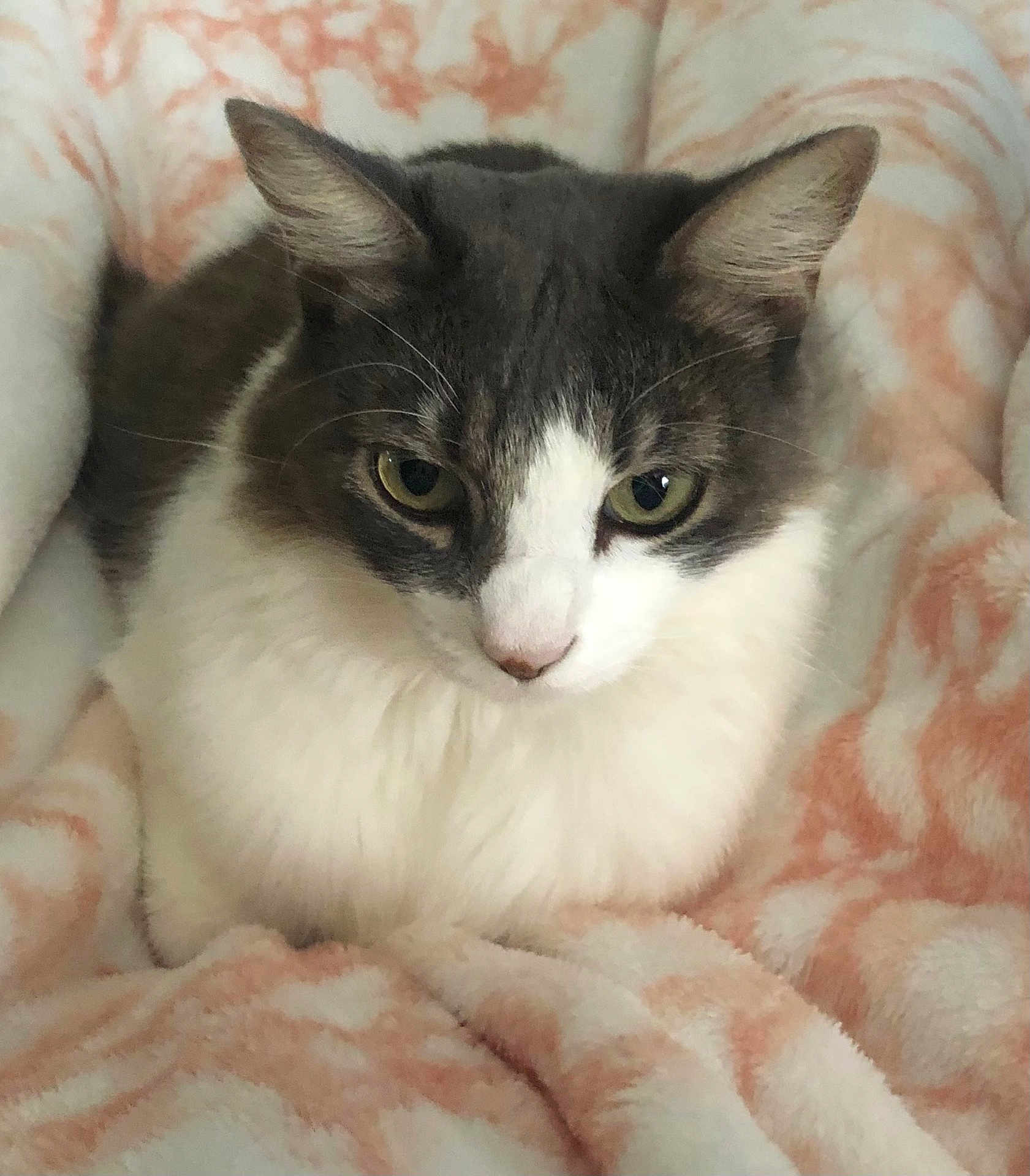 Dixie is registered to the contest to win money with this photo: cat, pet, animal, feline, fluffy, gray, white, blanket, soft, cozy, resting, indoor, cute, whiskers, ears, face, fur, relaxed, closeup, comfort