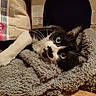 Felix a rejoint le concours — aidez-le/la à gagner de superbes lots ! animal, architecture, blanket, building, cat, chair, computer, couch, cushion, electronics, furniture, homedecor, indoors, kitten, livingroom, manx, pet, quilt, room, towel