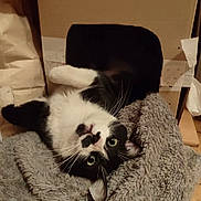 Felix a rejoint le concours — aidez-le/la à gagner de superbes lots ! animal, blanket, box, canine, cat, cushion, document, dog, dogbed, homedecor, indoors, kitten, manx, person, pet, puppy, quilt, receipt, sleeping, text