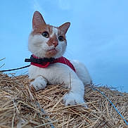 Oslo participe au concours pour gagner de l'argent avec cette photo : cat, white_cat, orange_markings, pet, animal, harness, red_harness, straw, hay, outdoor, blue_sky, portrait, close_up, sitting, lying_down, whiskers, ears, paws, fur, farm