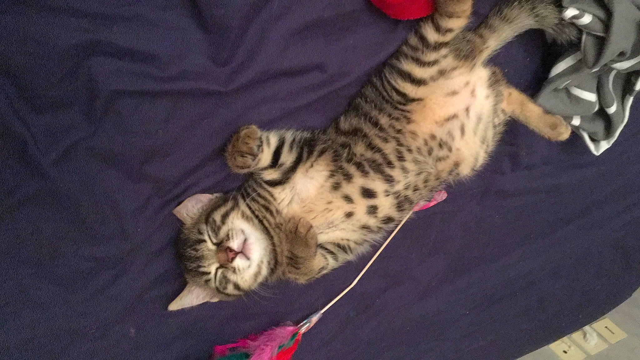 Foxy a rejoint le concours — aidez-le/la à gagner de superbes lots ! carnivore, cat, claw, comfort, domestic_short_haired_cat, fawn, felidae, fur, nap, paw, small_to_medium_sized_cats, snout, tail, terrestrial_animal, whiskers, wildlife