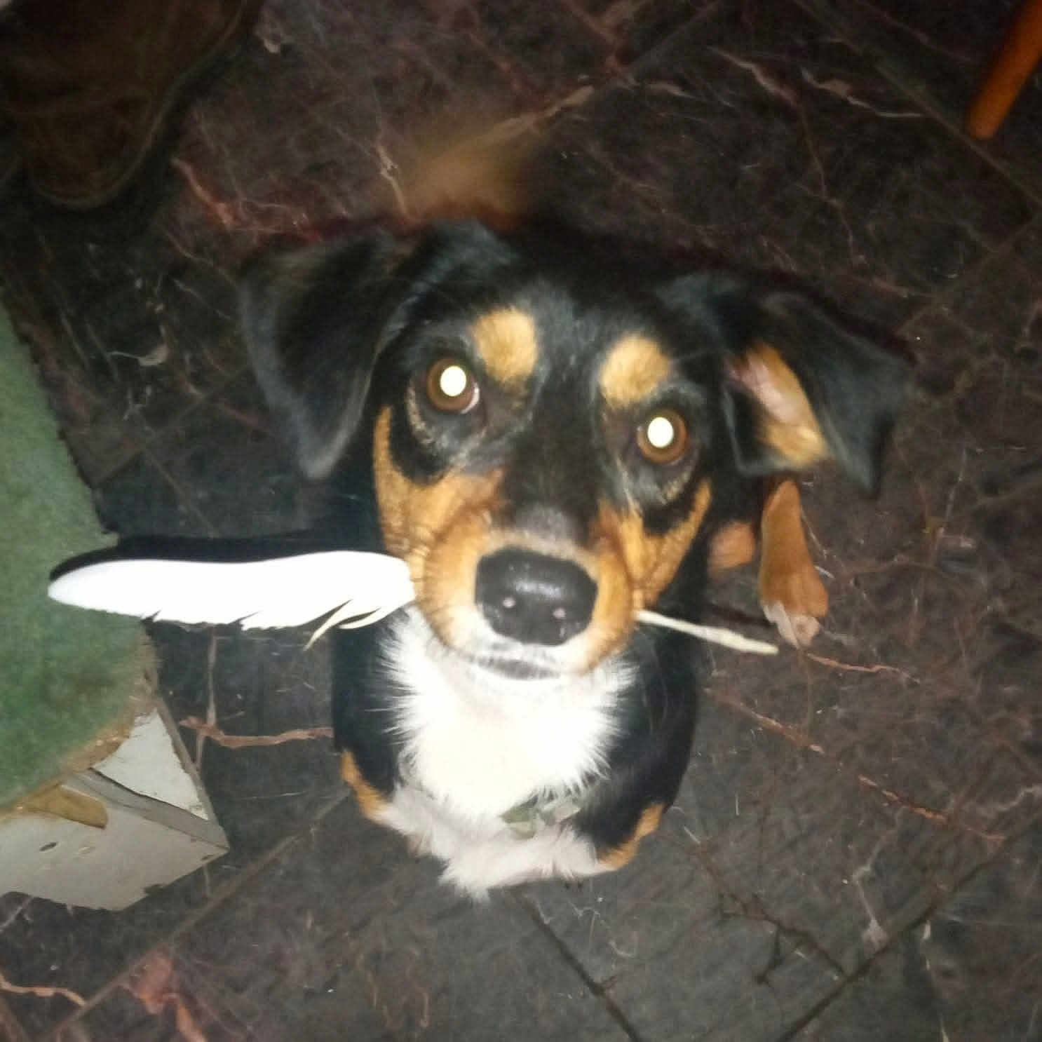 Cosmo