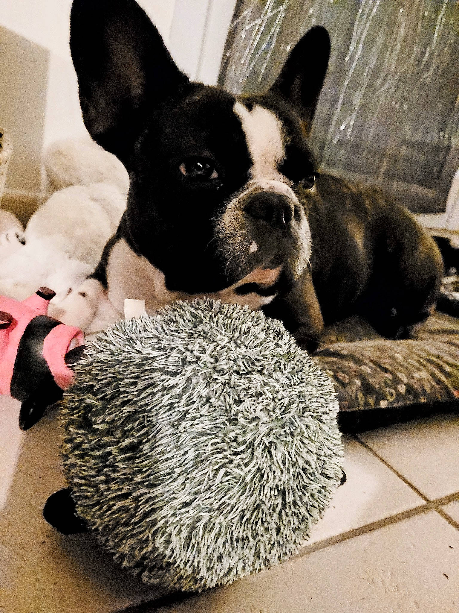Robin a rejoint le concours — aidez-le/la à gagner de superbes lots ! boston_terrier, canidae, carnivore, comfort, companion_dog, dog, dog_breed, ear, erinaceidae, fawn, flooring, french_bulldog, fur, snout, sporting_group, terrestrial_animal, toy_dog, vegetable, whiskers, working_animal