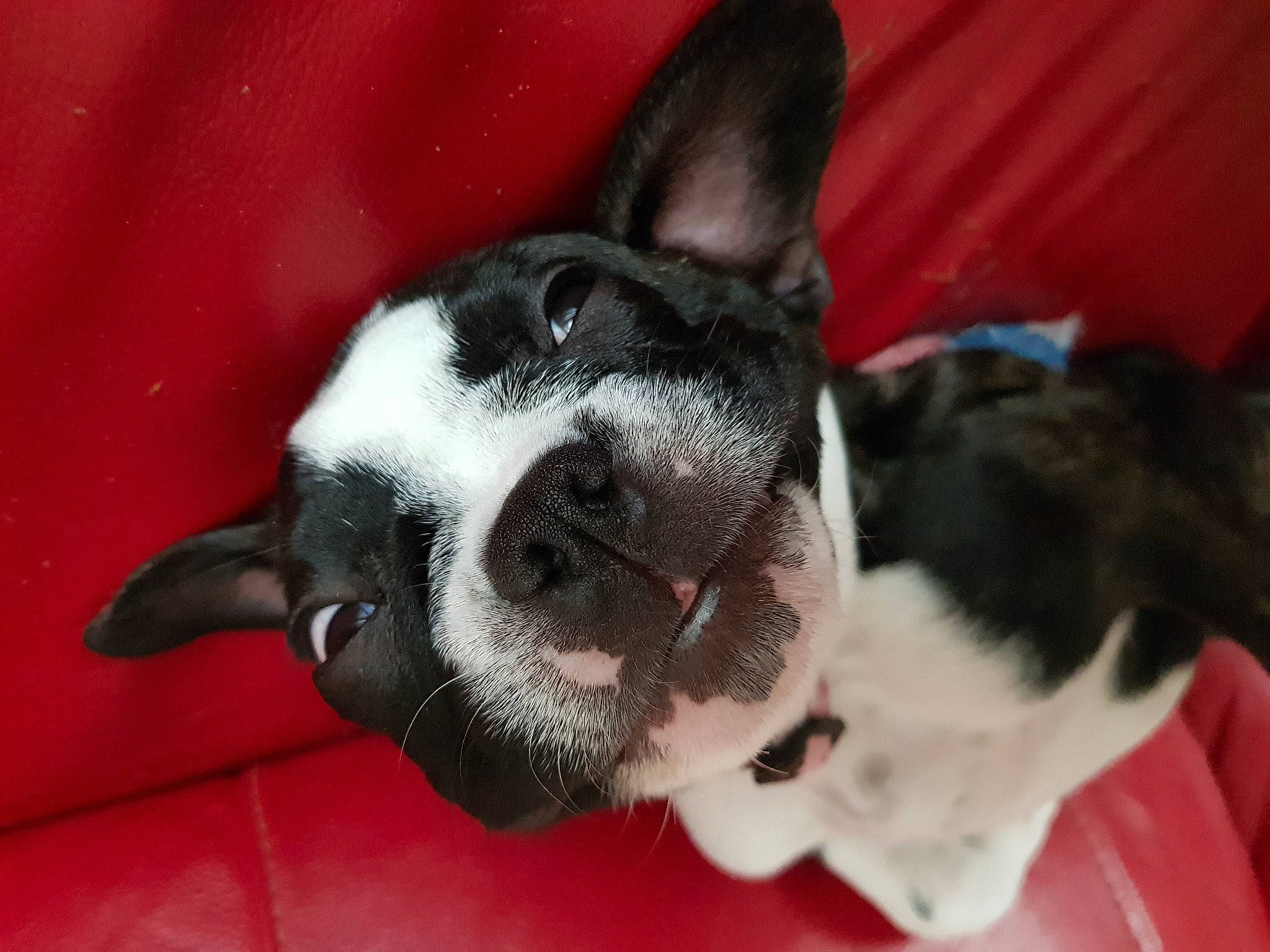 Robin a rejoint le concours — aidez-le/la à gagner de superbes lots ! boston_terrier, canidae, carmine, carnivore, collar, comfort, companion_dog, dog, dog_breed, ear, fawn, fur, mammal, non_sporting_group, paw, snout, sporting_group, vertebrate, whiskers, working_animal