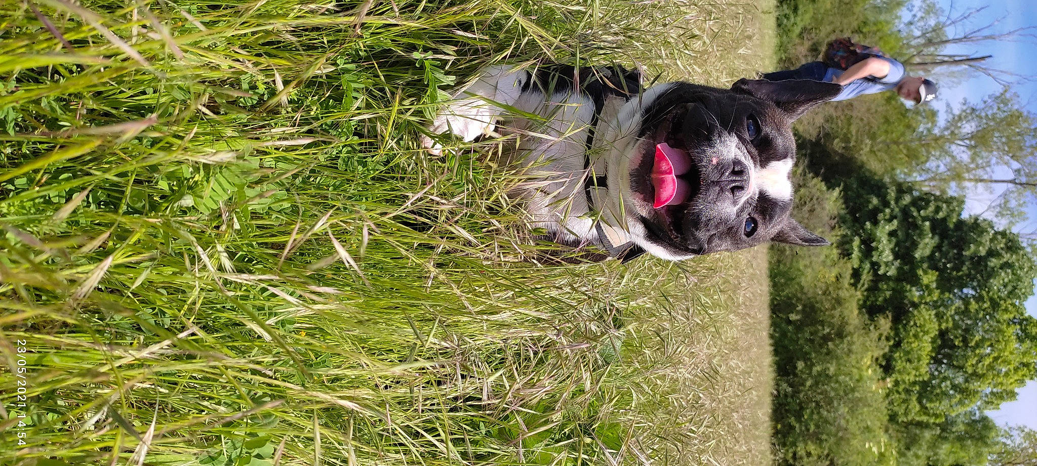 Robin a rejoint le concours — aidez-le/la à gagner de superbes lots ! canidae, carnivore, collar, companion_dog, dog, dog_breed, dog_collar, dog_supply, fawn, grass, grass_family, groundcover, leash, pet_supply, plant, snout, tail, toy_dog, whiskers, working_animal