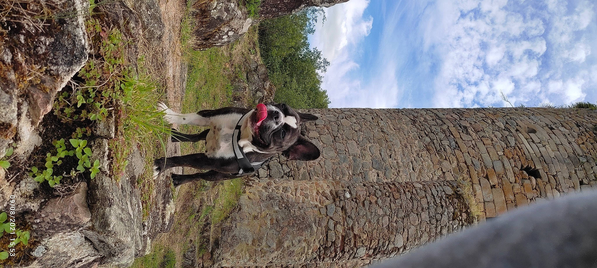 Robin a rejoint le concours — aidez-le/la à gagner de superbes lots ! bedrock, canidae, carnivore, cloud, collar, dog, dog_breed, pack_animal, plant, recreation, rock, rock_climbing_equipment, rope, sky, snout, sport_climbing, sporting_group, tree, wood, working_animal