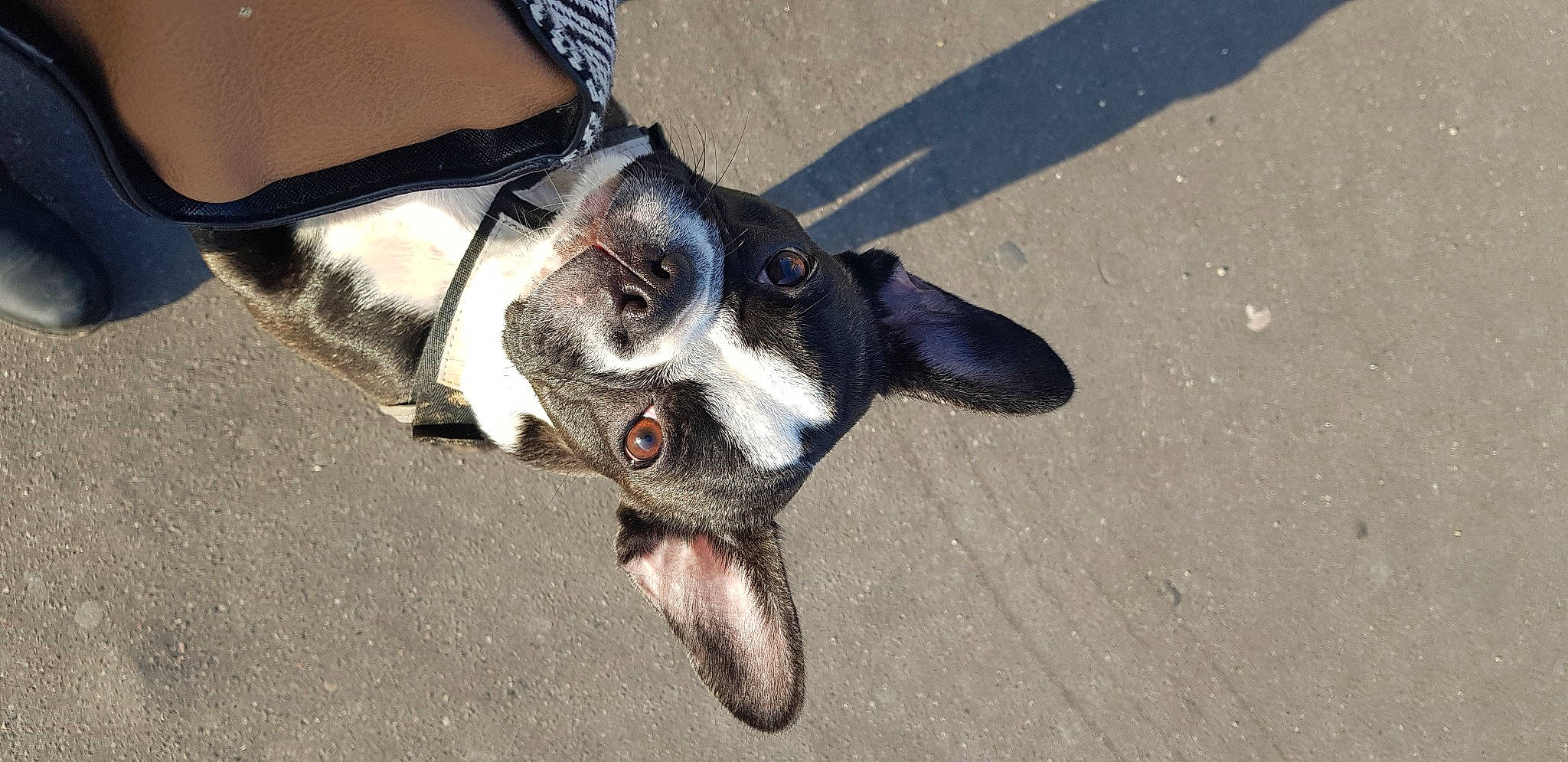 Robin participe au concours pour gagner de l'argent avec cette photo : canidae, carnivore, collar, companion_dog, dog, dog_breed, dog_collar, dog_supply, eyewear, fashion_accessory, fawn, leash, paw, pet_supply, road_surface, snout, sporting_group, tail, whiskers, working_animal