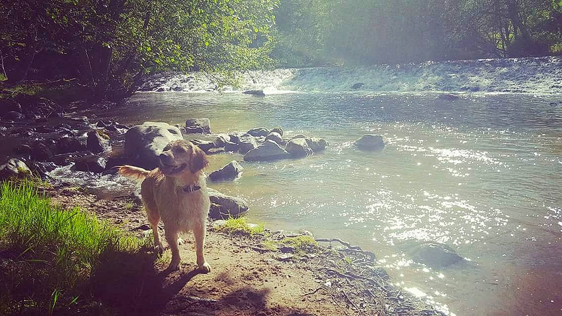 Lana a rejoint le concours — aidez-le/la à gagner de superbes lots ! bank, carnivore, companion_dog, dog, dog_breed, fawn, forest, happy, lake, landscape, natural_landscape, people_in_nature, plant, riparian_zone, stream, tree, water, water_resources, watercourse, working_animal