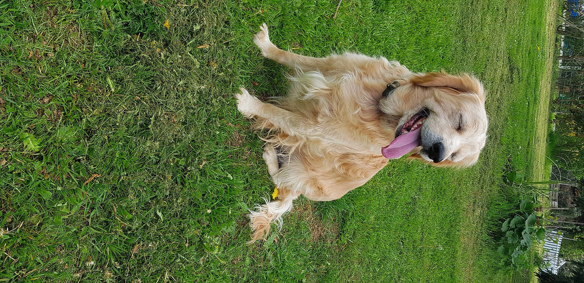 Lana a rejoint le concours — aidez-le/la à gagner de superbes lots ! canidae, carnivore, companion_dog, dog, dog_breed, dog_toy, fawn, fur, grass, grass_family, groundcover, gun_dog, lawn, leash, plant, retriever, snout, sporting_group, tail, wing