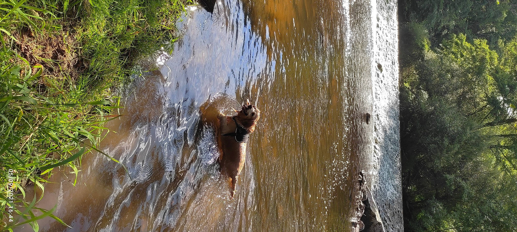 Lana a rejoint le concours — aidez-le/la à gagner de superbes lots ! beak, body_of_water, carnivore, dog, dog_breed, grass, lake, plant, reflection, sunlight, tree, trunk, water, water_feature, water_resources, watercourse, wetland, wildlife, wood, working_animal