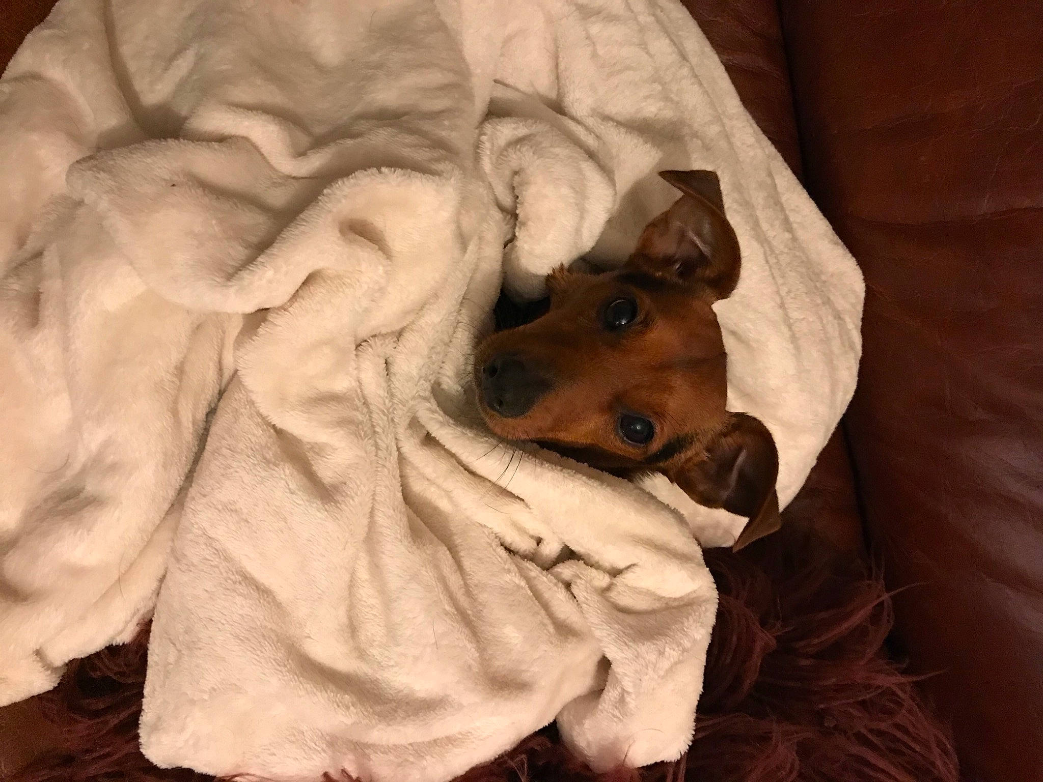 Pitchou a rejoint le concours — aidez-le/la à gagner de superbes lots ! bed, canidae, carnivore, comfort, companion_dog, dog, dog_breed, ear, fawn, felidae, fur, linens, mammal, nap, paw, snout, sporting_group, toy_dog, whiskers, wood