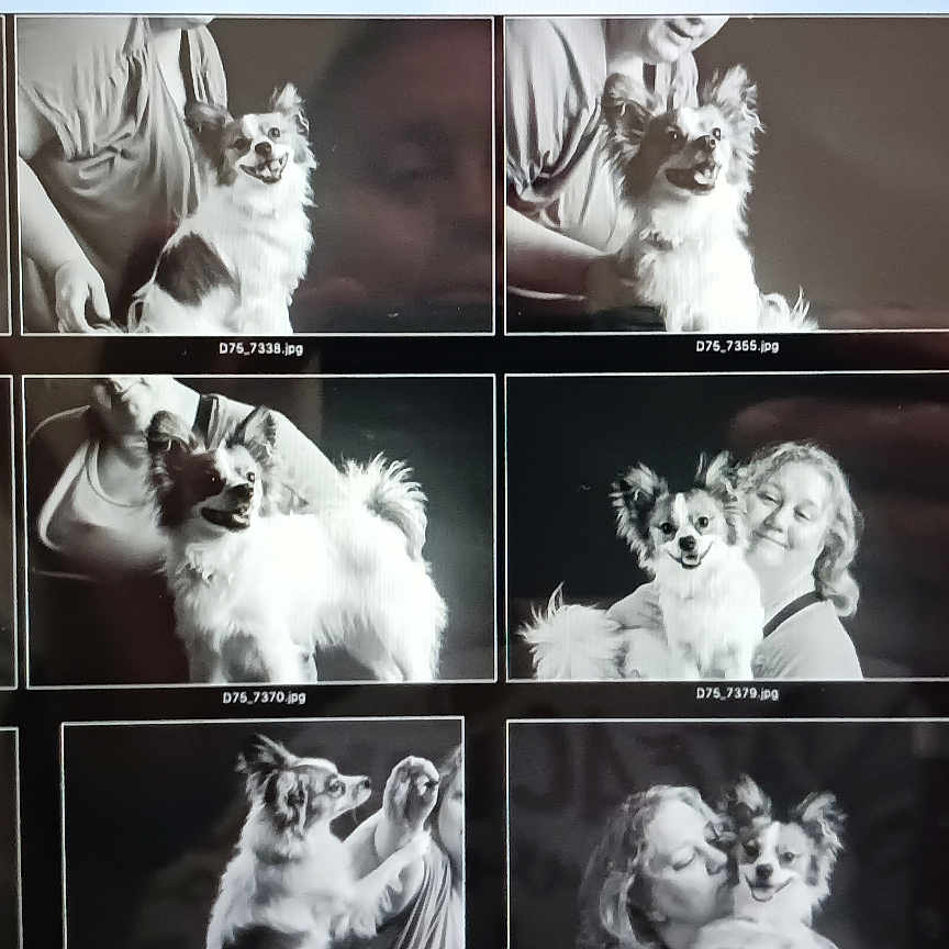 Bandit joined the competition — help win amazing prizes! animal, black_and_white, candid, collage, computer, dog, face, happy, indoor, interaction, multiple_images, person, pet, photography, portrait, screen, smiling, technology, woman, zoom_call