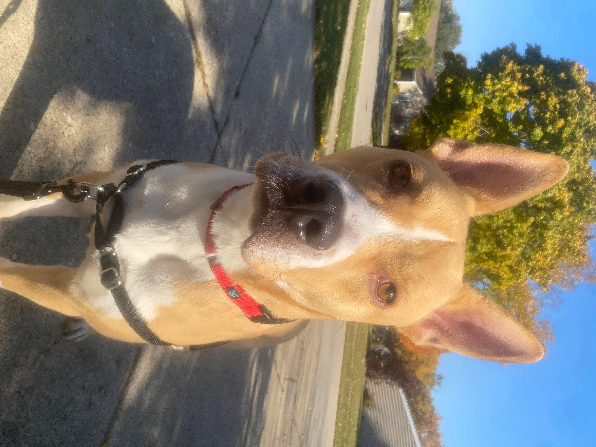 Dennis joined the competition — help win amazing prizes! carnivore, collar, companion_dog, dog, dog_breed, dog_collar, dog_supply, eyewear, fawn, leash, pet_supply, plant, sky, snout, sporting_group, sunglasses, tree, whiskers, wood, working_animal