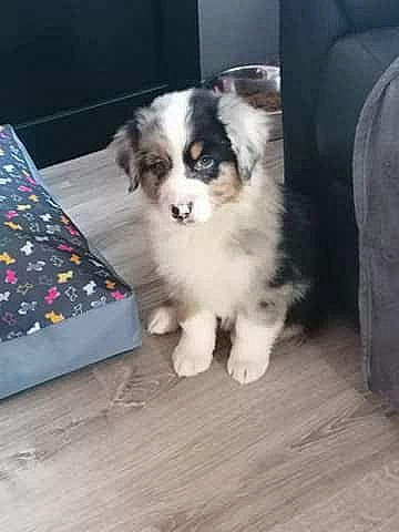 Roxie participe au concours pour gagner de l'argent avec cette photo : australian_collie, australian_shepherd, border_collie, canidae, carnivore, companion_dog, dog, dog_breed, fawn, herding_dog, mammal, miniature_australian_shepherd, puppy, sporting_group, vertebrate, working_dog