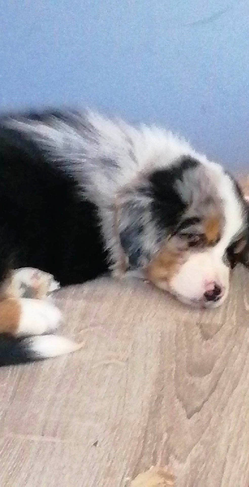 Roxie participe au concours pour gagner de l'argent avec cette photo : australian_collie, australian_shepherd, bernese_mountain_dog, border_collie, canidae, carnivore, companion_dog, dog, dog_breed, english_shepherd, herding_dog, mammal, miniature_australian_shepherd, puppy, rare_breed_dog, tornjak, vertebrate