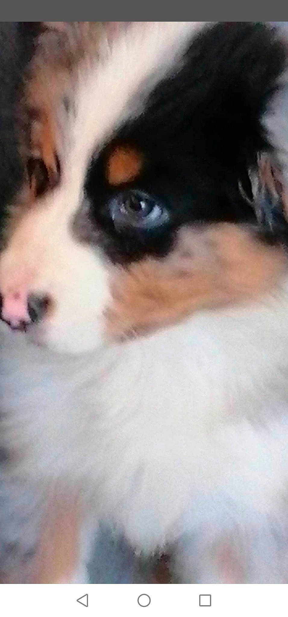 Roxie a rejoint le concours — aidez-le/la à gagner de superbes lots ! australian_shepherd, bernese_mountain_dog, border_collie, canidae, carnivore, companion_dog, dog, dog_breed, mammal, miniature_australian_shepherd, nose, papillon, phalene, puppy, rare_breed_dog, snout, sporting_group, vertebrate