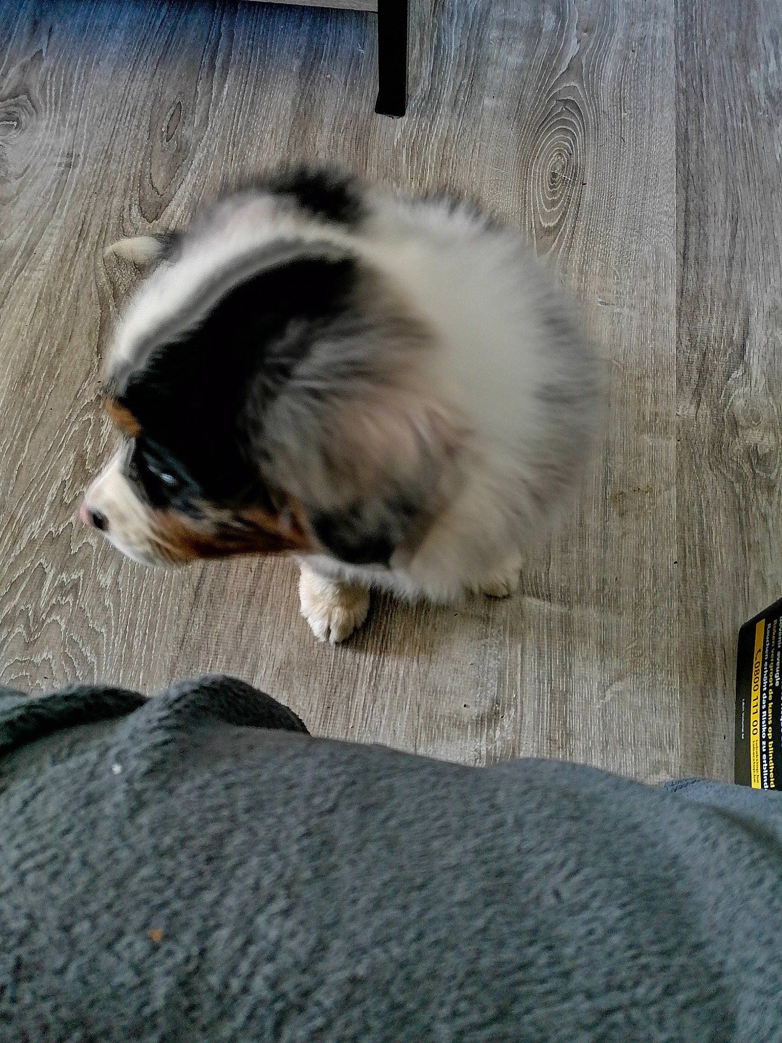 Roxie a rejoint le concours — aidez-le/la à gagner de superbes lots ! australian_shepherd, canidae, carnivore, companion_dog, dog, dog_breed, fawn, japanese_chin, mammal, papillon, phalene, puppy, sporting_group, toy_dog