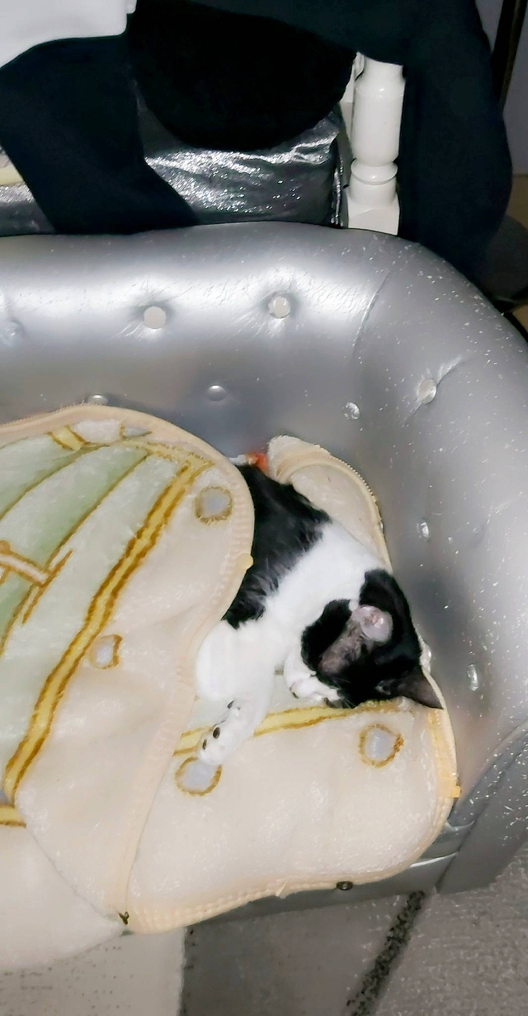 Tsutsu a rejoint le concours — aidez-le/la à gagner de superbes lots ! automotive_lighting, automotive_tire, bumper, carnivore, cat, comfort, companion_dog, dog_breed, domestic_short_haired_cat, felidae, fender, fur, hood, motor_vehicle, small_to_medium_sized_cats, snout, tail, textile, vehicle_door, whiskers