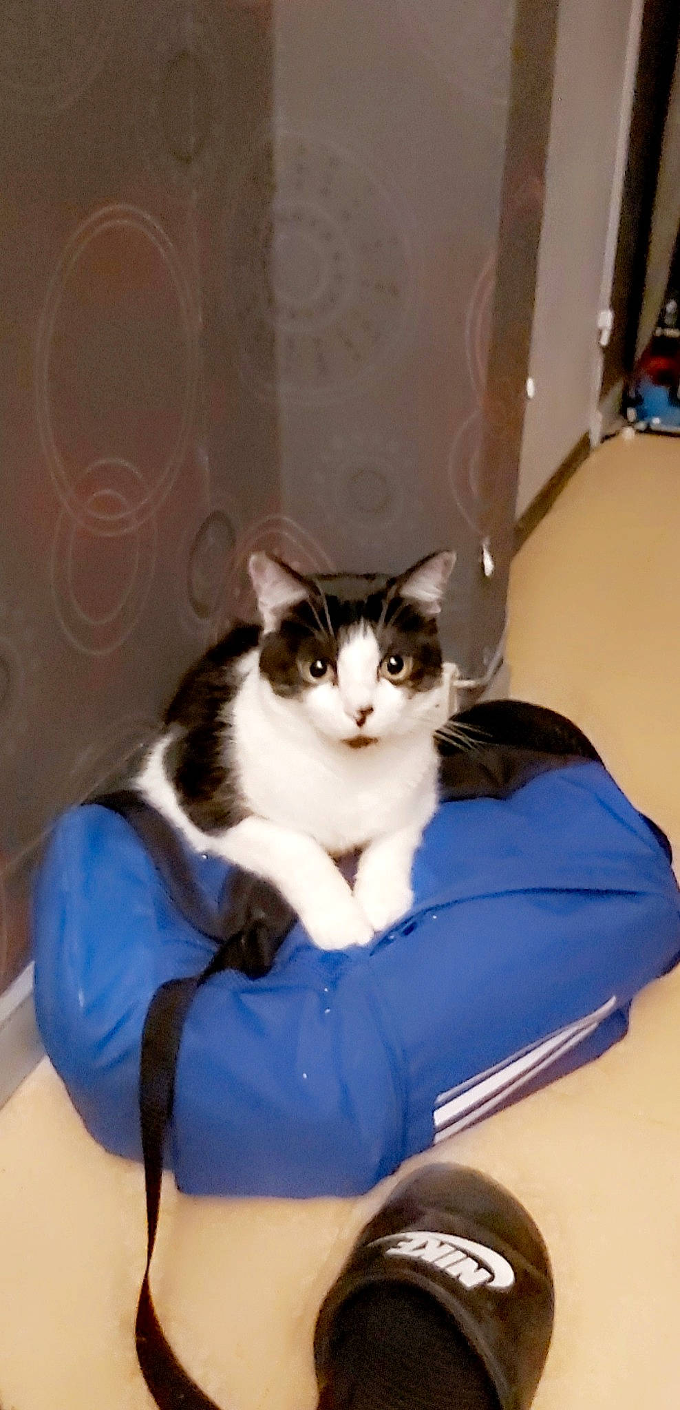 Tsutsu a rejoint le concours — aidez-le/la à gagner de superbes lots ! box, cardboard, carnivore, carton, cat, cat_supply, comfort, domestic_short_haired_cat, felidae, fur, paw, pet_supply, room, shipping_box, sitting, small_to_medium_sized_cats, tail, whiskers