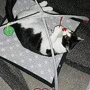 Tsutsu participe au concours pour gagner de l'argent avec cette photo : auto_part, automotive_design, automotive_lighting, carmine, cat, collar, eyewear, fashion_accessory, feather, felidae, fur, grey, magenta, pattern, petal, red, shadow, small_to_medium_sized_cats, tail, whiskers