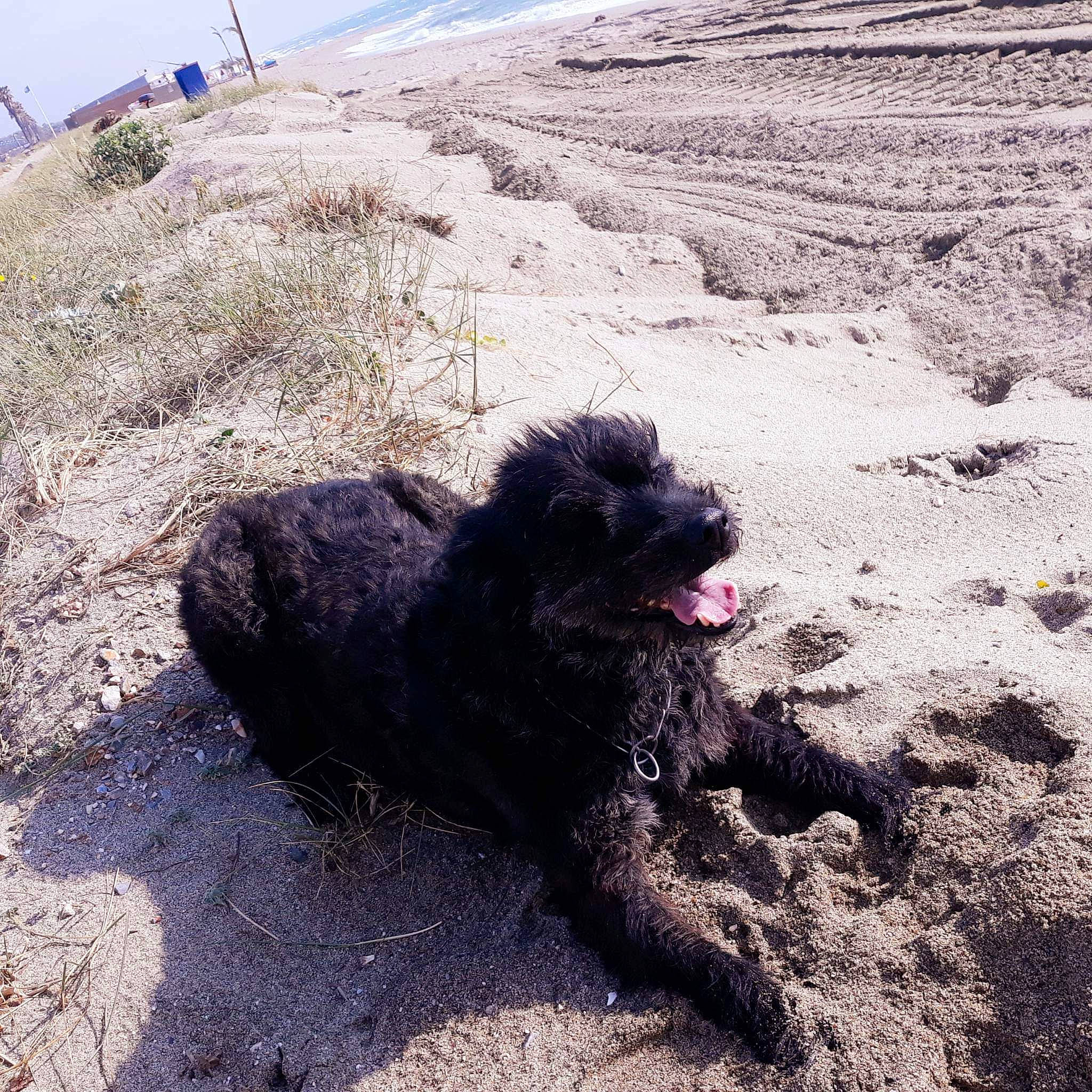 Yety participe au concours pour gagner de l'argent avec cette photo : automotive_tire, canidae, carnivore, dog, dog_breed, herding_dog, landscape, ocean, rock, sand, sky, slope, soil, sporting_group, water_dog