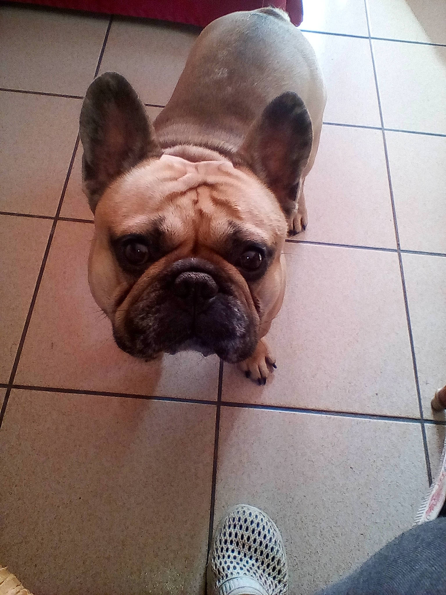 Yety participe au concours pour gagner de l'argent avec cette photo : bulldog, carnivore, comfort, companion_dog, dog, dog_breed, ear, fawn, floor, flooring, french_bulldog, human_leg, pug, selfie, snout, terrestrial_animal, toy_dog, whiskers, working_animal, wrinkle