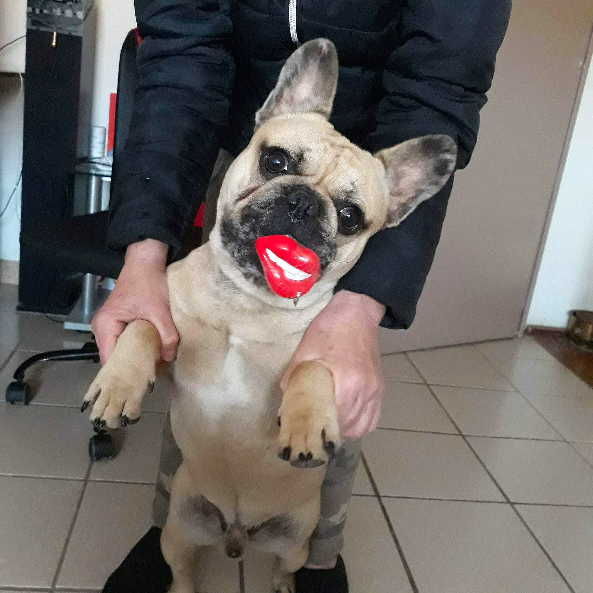 Yety a rejoint le concours — aidez-le/la à gagner de superbes lots ! canidae, carmine, carnivore, collar, companion_dog, dog, dog_breed, dog_clothes, dog_collar, dog_supply, fawn, fur, leash, mascot, paw, snout, sporting_group, tail, toy_dog, working_animal