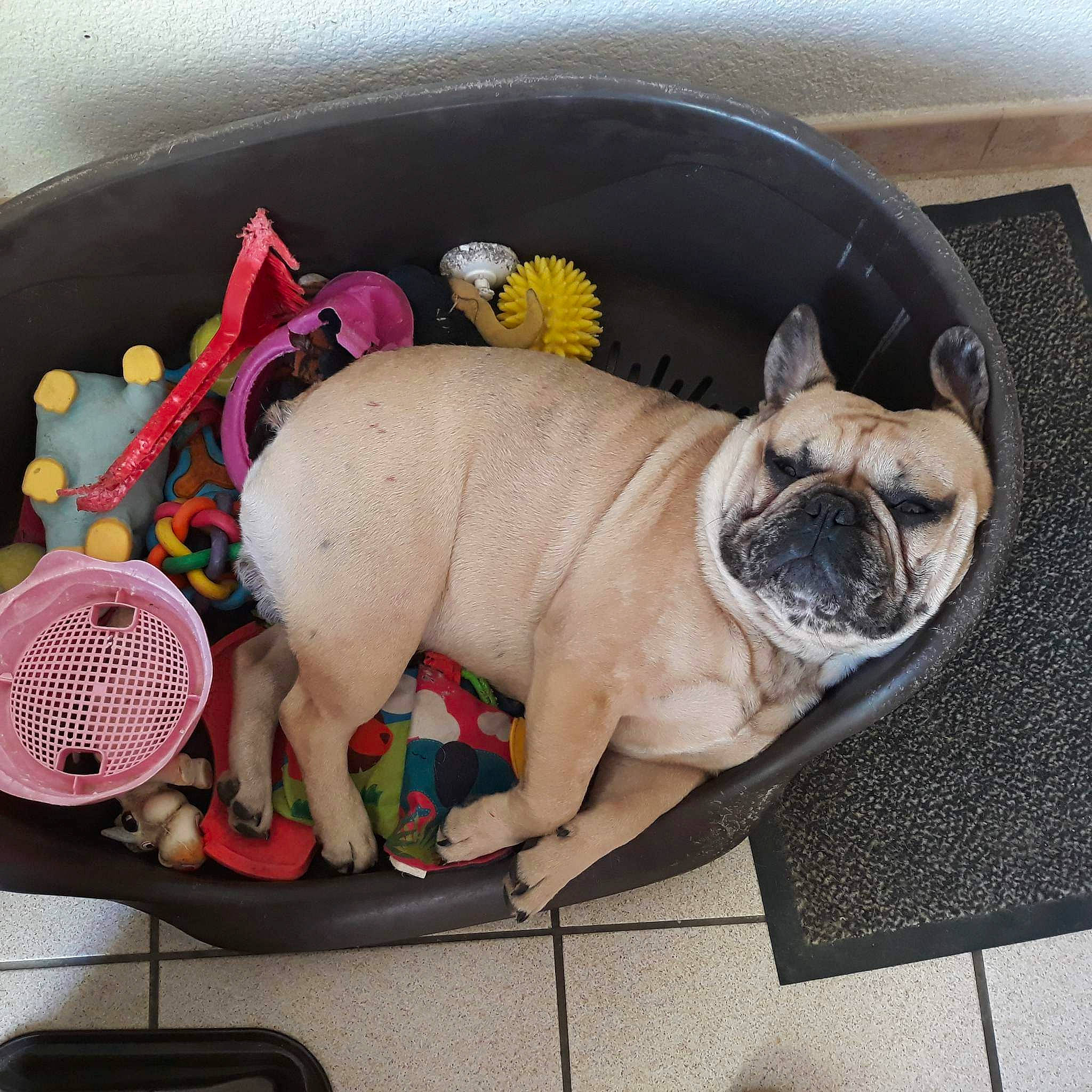 Yety a rejoint le concours — aidez-le/la à gagner de superbes lots ! bag, bulldog, carnivore, collar, comfort, companion_dog, dog, dog_breed, dog_supply, fashion_accessory, fawn, linens, mechanical_fan, pug, stuffed_toy, tail, toy, toy_dog, working_animal, wrinkle