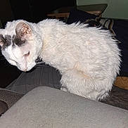 Audrey is registered to the contest to win money with this photo: animal, blanket, cat, close_up, couch, domestic_animal, ears, feline, flash, fur, furniture, furry, home_interior, indoor, looking_down, pet, resting, table, whiskers, white_cat