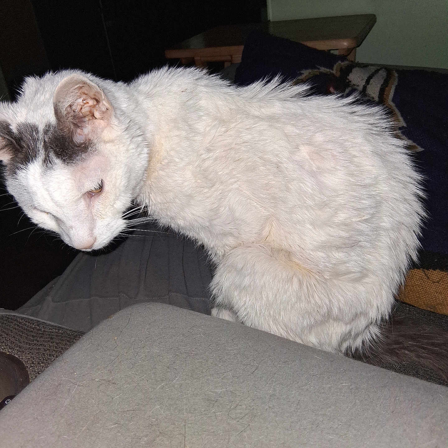 Audrey is registered to the contest to win money with this photo: animal, blanket, cat, close_up, couch, domestic_animal, ears, feline, flash, fur, furniture, furry, home_interior, indoor, looking_down, pet, resting, table, whiskers, white_cat