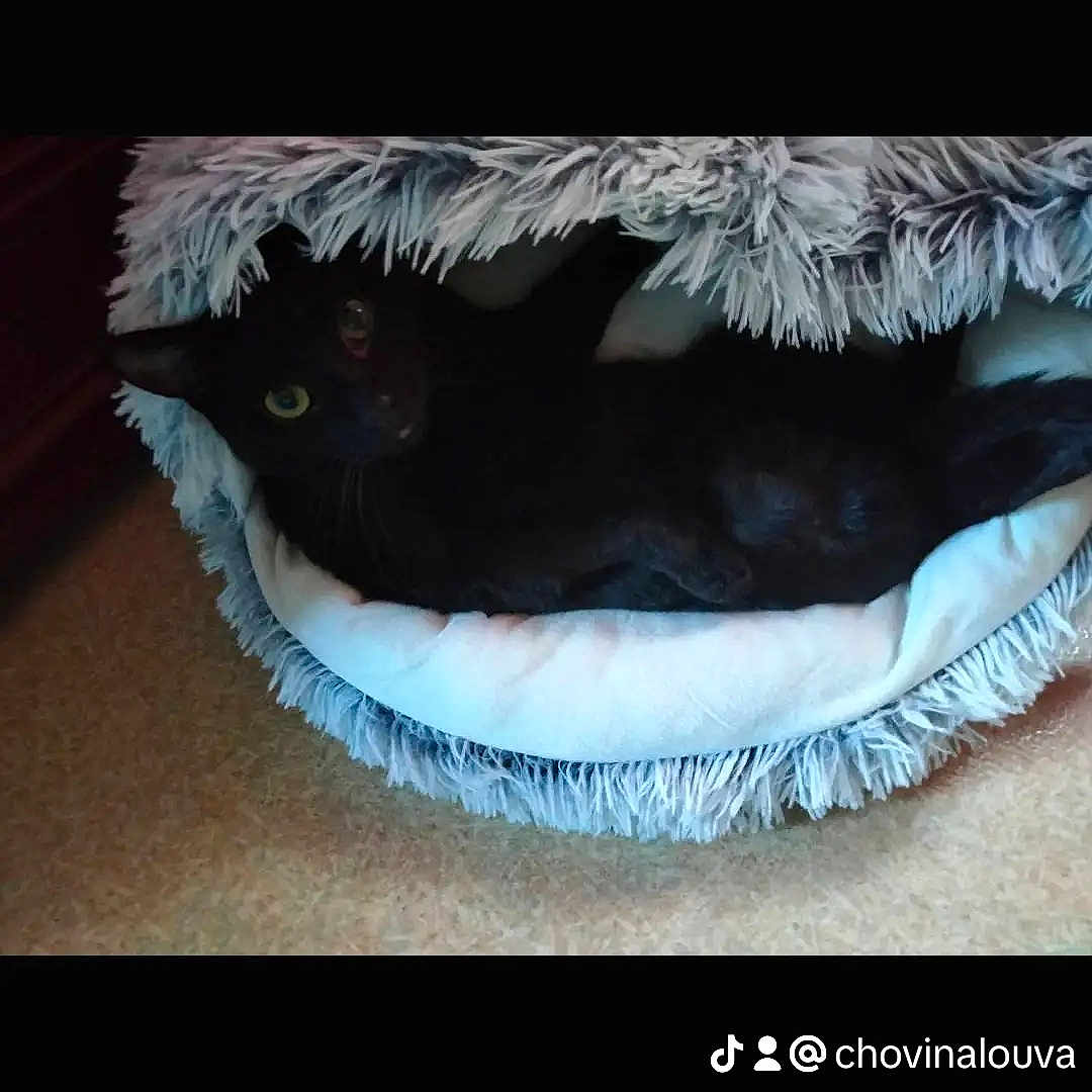 Kyra a rejoint le concours — aidez-le/la à gagner de superbes lots ! abyssinian, animal, blackcat, blanket, canine, cat, clothing, cushion, den, dog, egyptiancat, fur, homedecor, indoors, interiordesign, kitten, manx, person, pet, sleeping