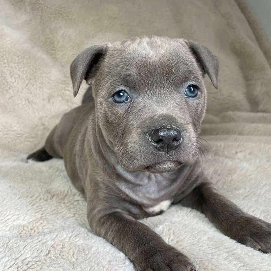 Aïka participe au concours pour gagner de l'argent avec cette photo : animal, blanket, blue_eyes, close_up, curious, cute, dog, ears, fur, gray_fur, indoors, lying_down, muzzle, paws, pet, portrait, puppy, resting, soft_texture, young
