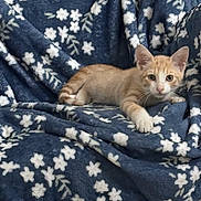 Sunny is registered to the contest to win money with this photo: kitten, cat, orange_cat, white_cat, blanket, blue_blanket, floral_pattern, cozy, indoor, pet, animal, curious, young_cat, feline, resting, lying_down, cute, whiskers, paws, fur