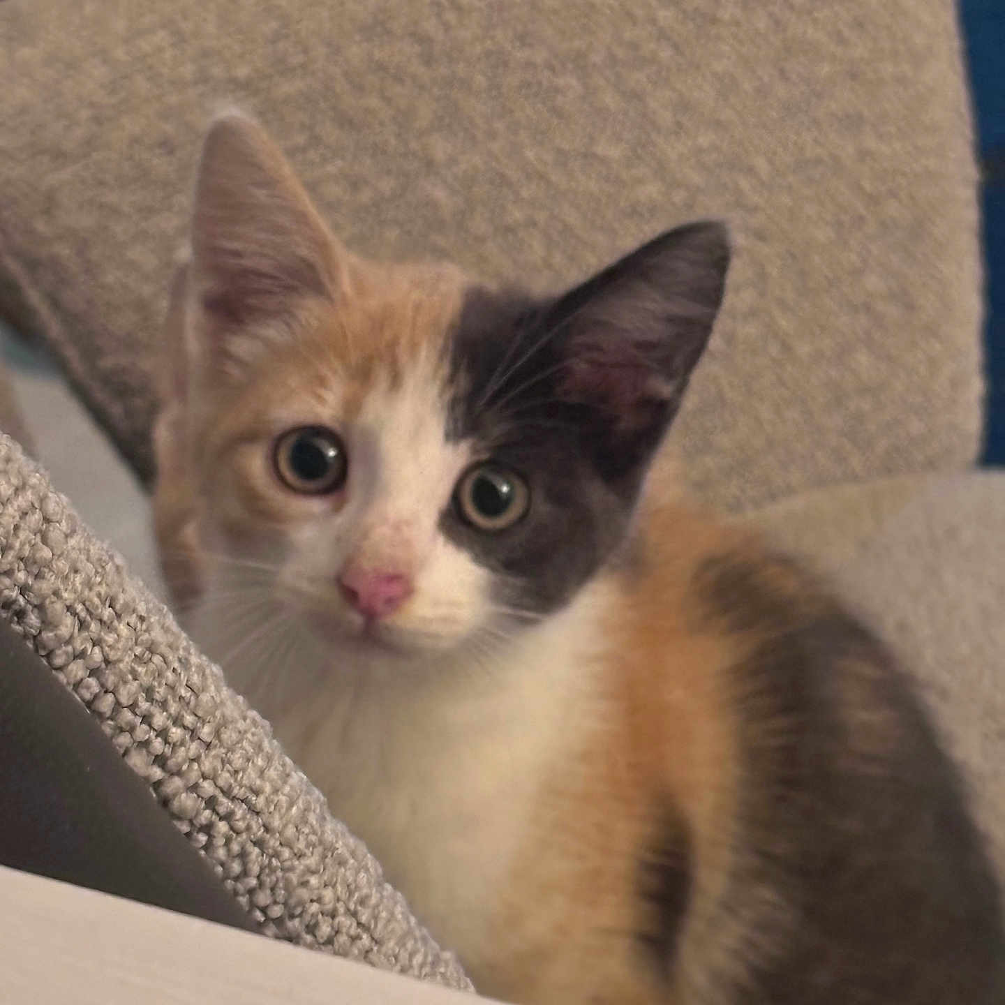 Callie
