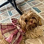 dog, small_dog, pet, indoor, plaid_bow, pink_bow, outfit, fur, long_hair, brown_fur, cute, big_eyes, carpet, patterned_rug, chew_bone, toy, table_leg, wooden_floor, portrait, relaxed